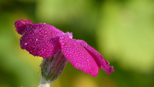Lichtnelke Mit Tautropfen