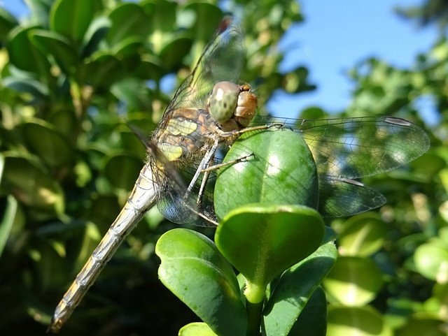 Libelle