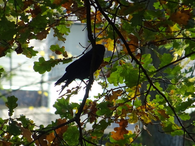 Dohle im Baum