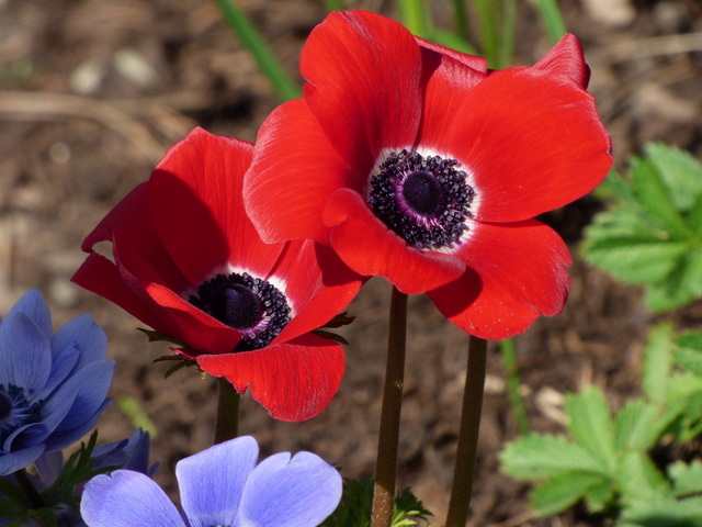 Anemonen
