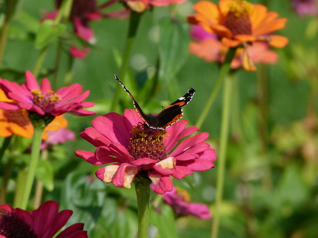 Paradies für Schmetterlinge