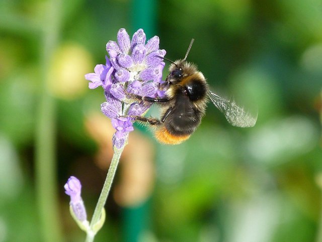 Hummel