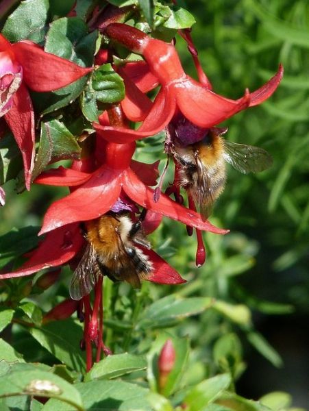 Hummeln in Fuchsien