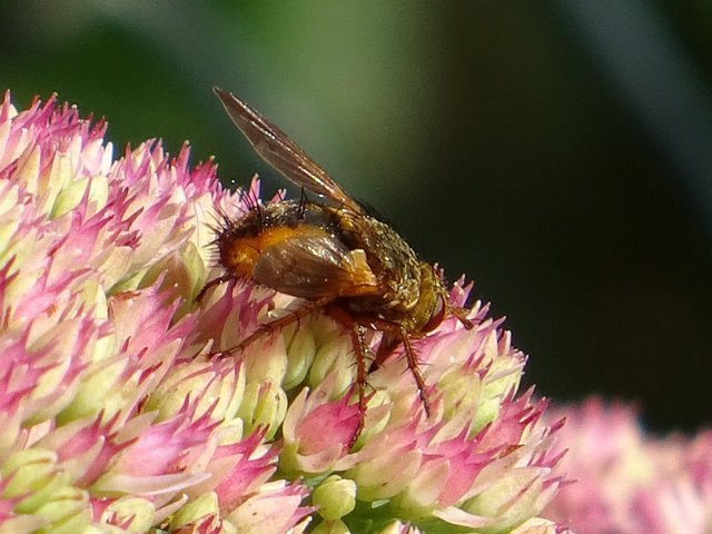 Igelfliege auf fetter Henne