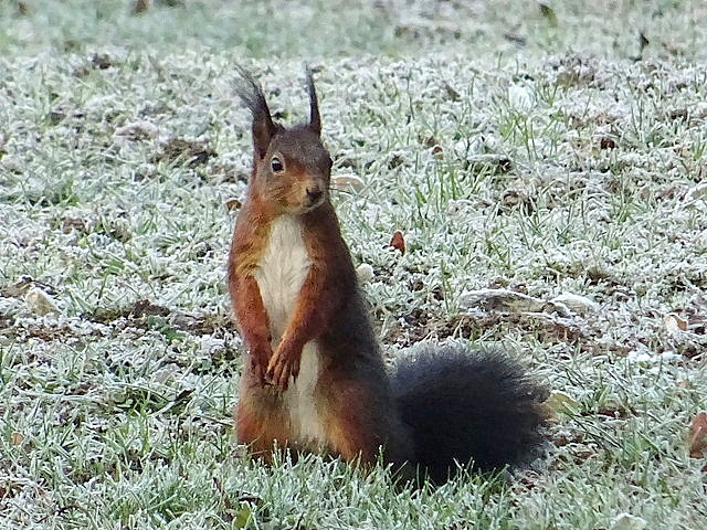Eichhörnchen im Rauhreif