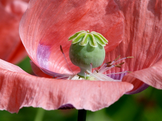 Mohn