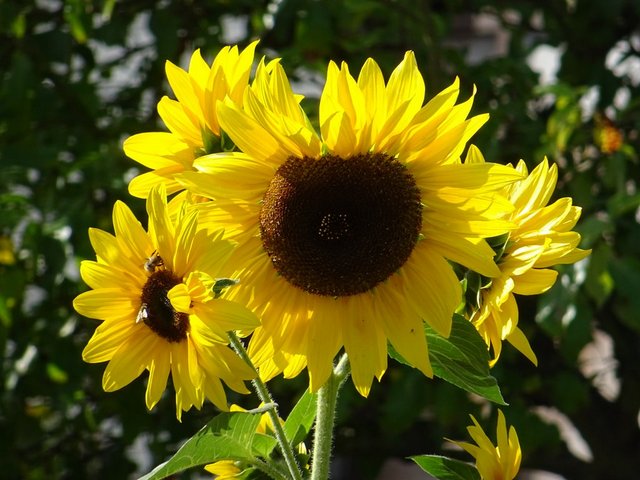 Sonnenblumen