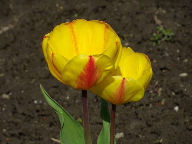 Tulpen