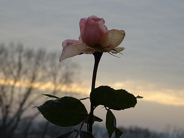 Die letzte Rose
