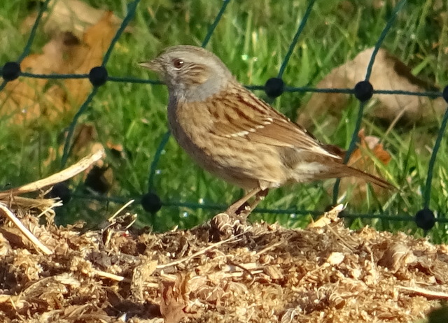 Heckenbraunelle