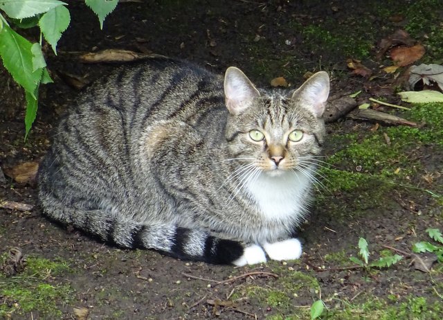 Katze
