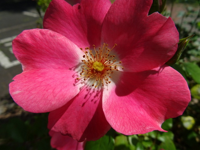 Heckenrose