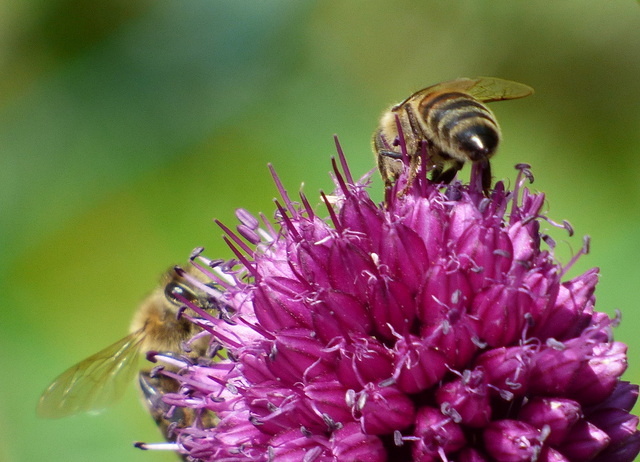 Bienen Auf Zierlauch