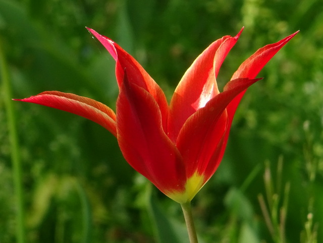 Tulpe