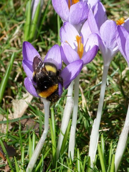 Hummel auf Krokuss