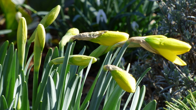 Narzissen Knospen