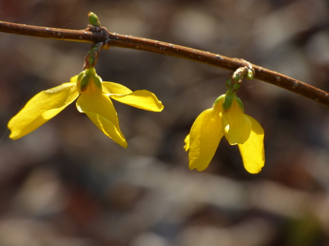 Forsythien