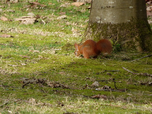 Eichhörnchen