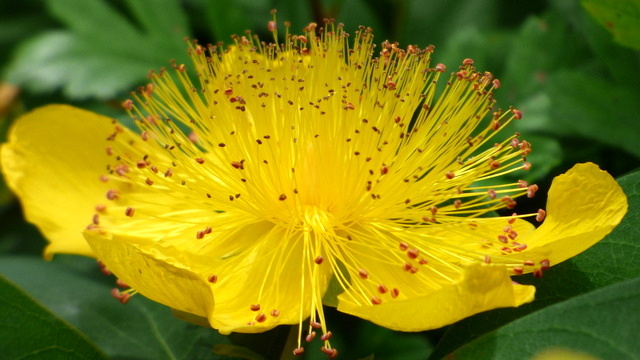 Teppichjohanneskraut