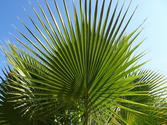 Palme