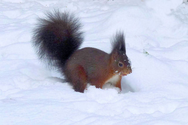 Eichhörnchen im Schnee