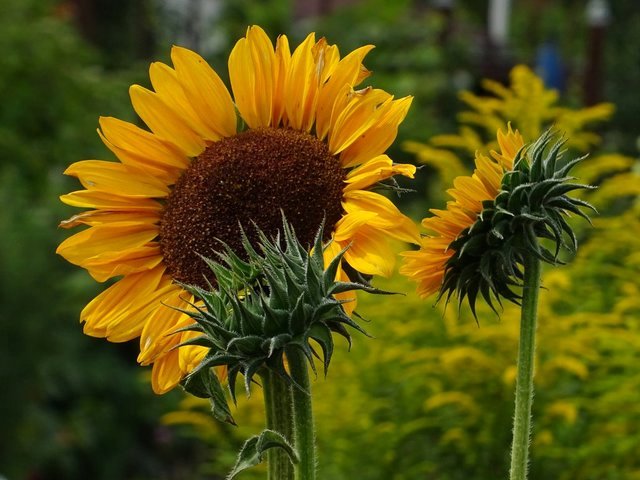 Sonnenblumen