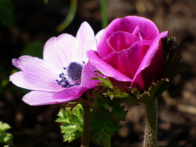 Anemonen