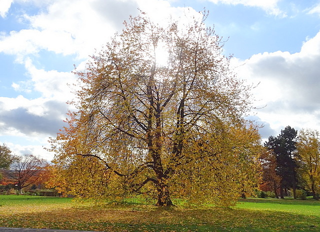 Baum im Gegenlicht