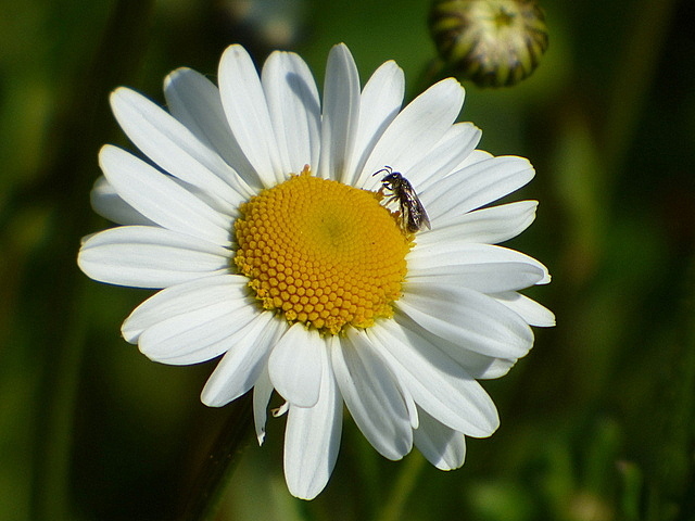 Margarite mit Fliege
