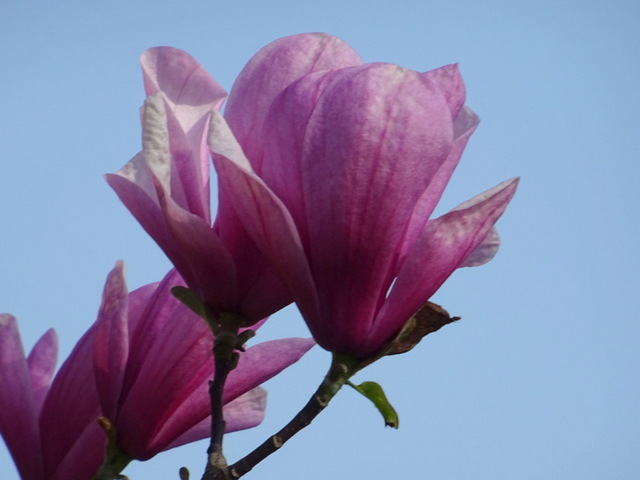 Magnolienblüten