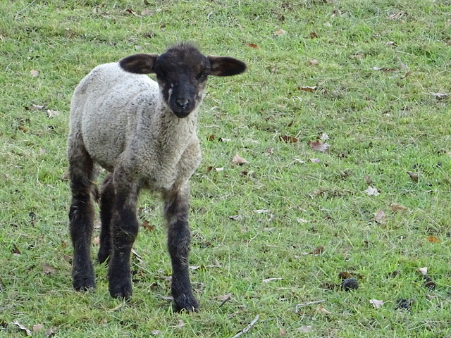Lämmchen schaut Was Ich mache