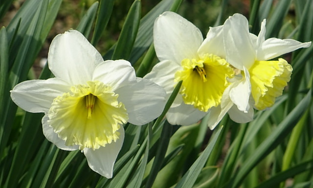 Narzissen