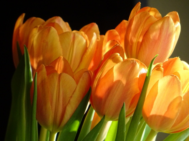 Tulpen in meiner Vase