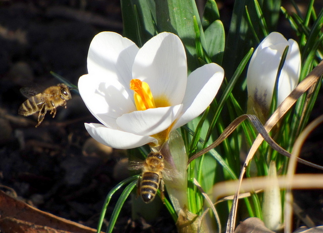 Fleißige Bienchen