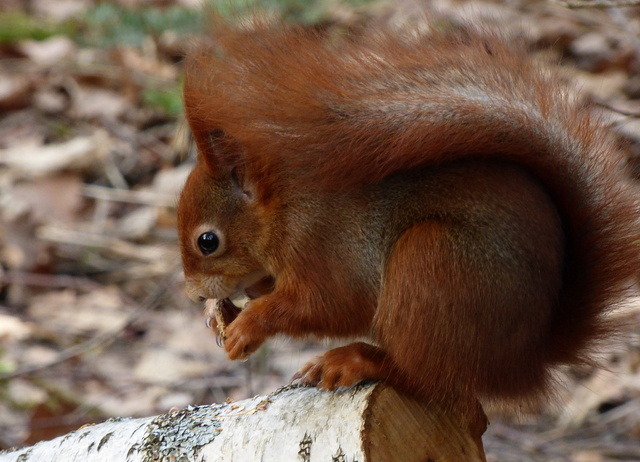 Eichhörnchen