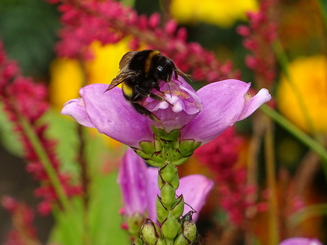 Hummel