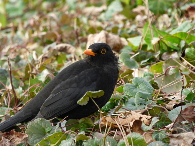 Amsel