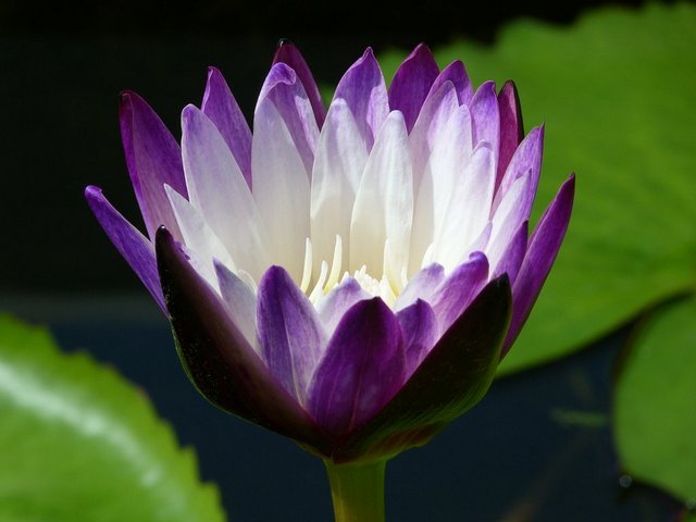 Seerose