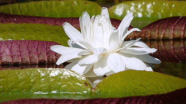 Amazonas Riesenseerose