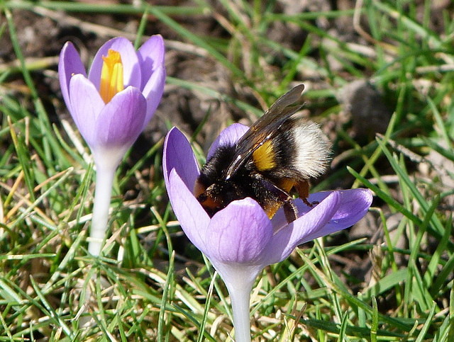 Hummel