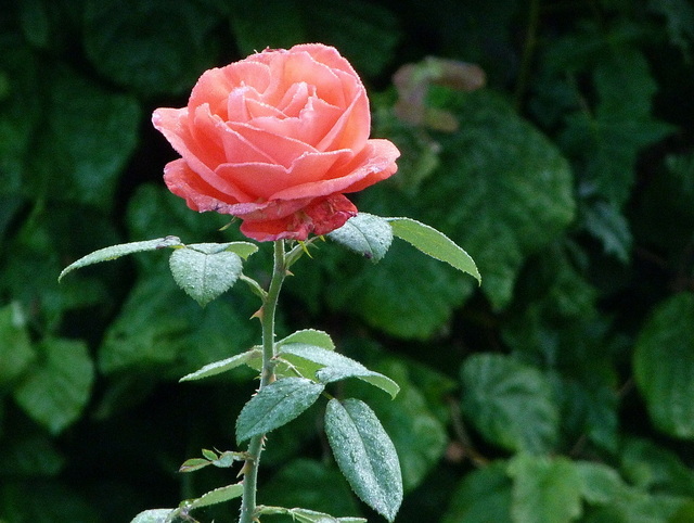 Septemberrose
