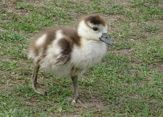 Nilgänslein
