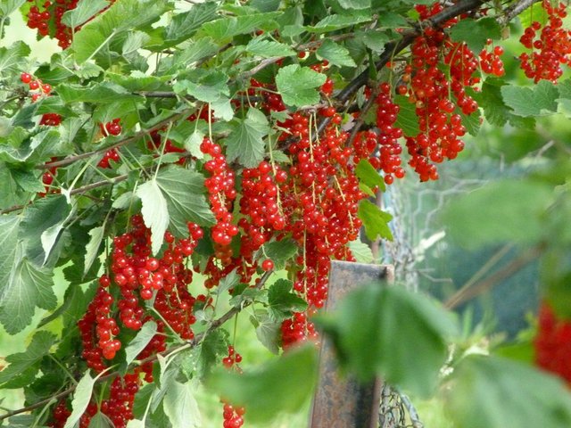 Johannisbeeren