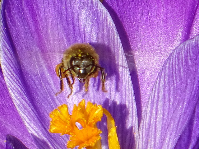 Biene im Landeanflug