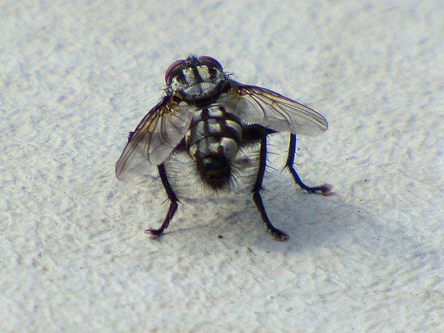 Fleischfliege