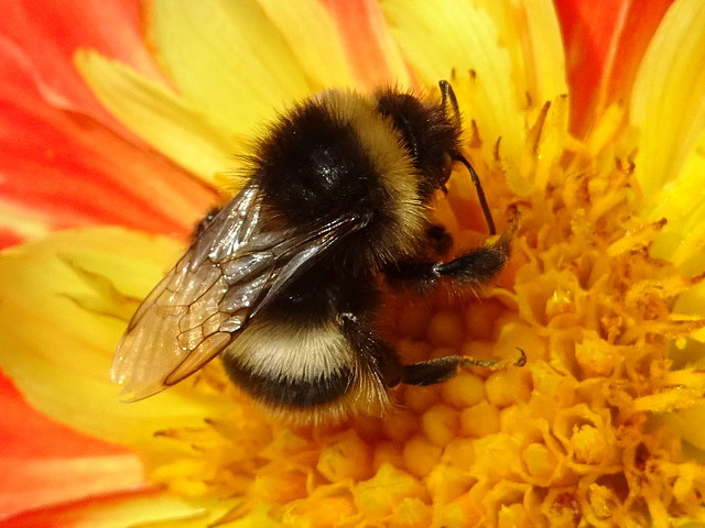 Hummel