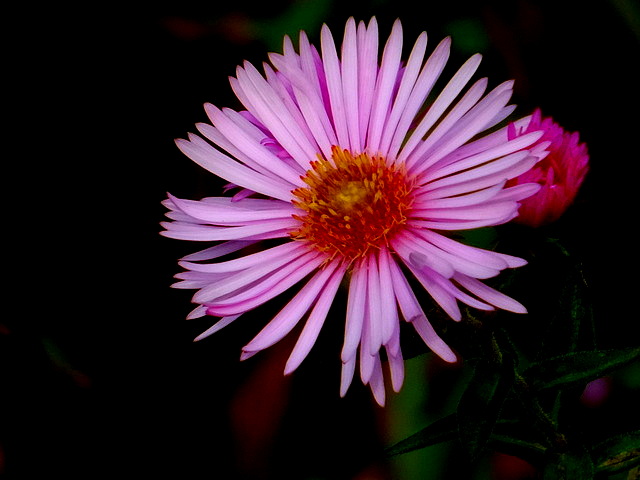 Aster