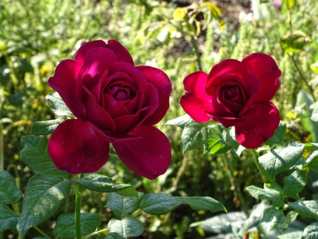 Rote Rosen