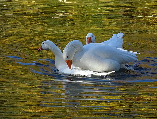 Gänse