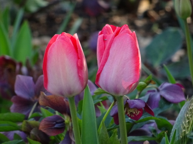 Tulpen